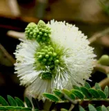 mimoza-biala-leucaena-leucocephala-10-nasion-roslina-w-postaci-inna