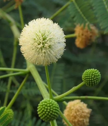 mimoza-biala-leucaena-leucocephala-10-nasion-stan-opakowania-oryginalne