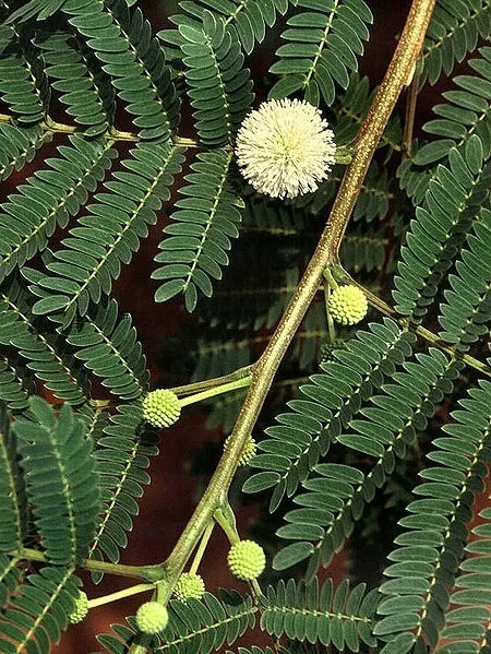 mimoza-biala-leucaena-leucocephala-10-nasion-odmiana-mimoza-biala-leucaena-leucocephala