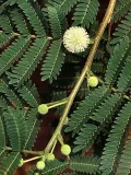 mimoza-biala-leucaena-leucocephala-10-nasion-odmiana-mimoza-biala-leucaena-leucocephala
