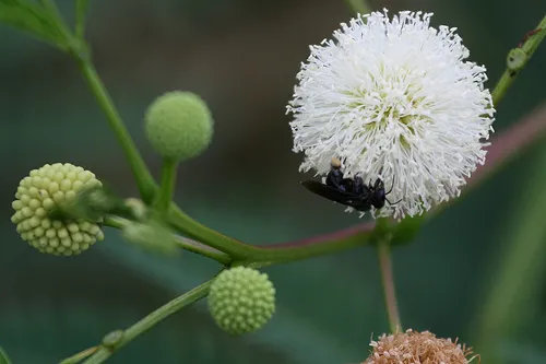 mimoza-biala-leucaena-leucocephala-10-nasion-cechy-charakterystyczne-lubiace-cien-lubiace-slonce-oczyszczajace-powietrze-proste-w-pielegnacji-przyjazne-dla-zwierzat