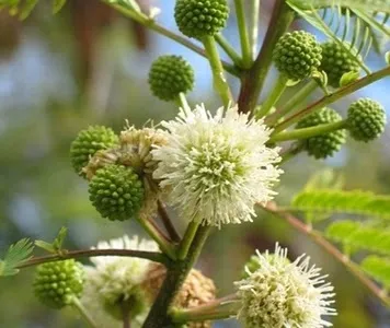 mimoza-biala-leucaena-leucocephala-10-nasion-kraj-wlochy