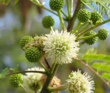 mimoza-biala-leucaena-leucocephala-10-nasion-kraj-wlochy