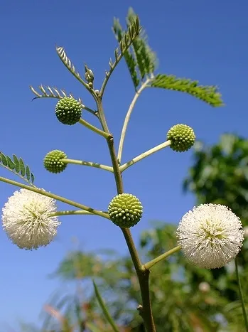 mimoza-biala-leucaena-leucocephala-10-nasion-producent-dobrenasiona-pl