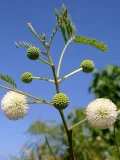 mimoza-biala-leucaena-leucocephala-10-nasion-producent-dobrenasiona-pl