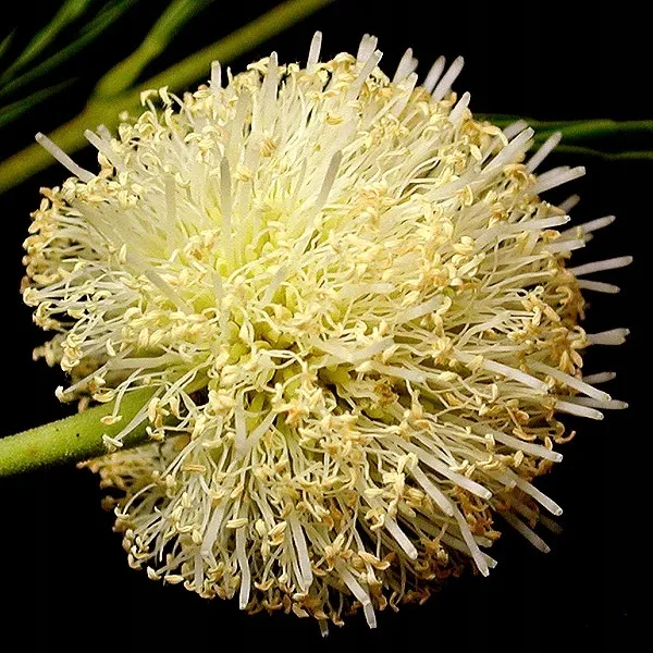 mimoza-biala-leucaena-leucocephala-10-nasion-nazwa-lacinska-inna