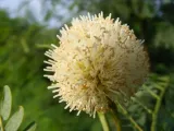 mimoza-biala-leucaena-leucocephala-10-nasion-wiek-w-latach-0-roslina-w-postaci-inna