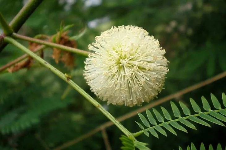 mimoza-biala-leucaena-leucocephala-10-nasion-wiek-w-latach-0-stan-opakowania-oryginalne