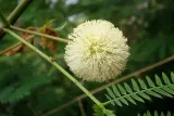 mimoza-biala-leucaena-leucocephala-10-nasion-wiek-w-latach-0-stan-opakowania-oryginalne
