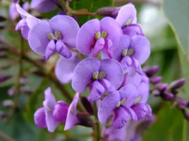 australijska-wisteria-dzika-wisteria-niebieska-rarytas-nasiona-5-sztuk