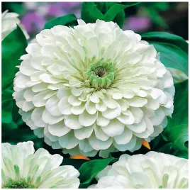 cynia-daliowa-zinnia-biala-elegans-dahl-fl-pl-nasiona-kwiatow-100-sztuk