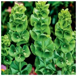 dzwonki-irlandzkie-oryginalne-zielone-kwiaty-na-suche-bukiety-nasiona