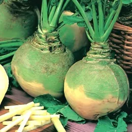 brukiew-jadalna-wilhelmsburger-nadmorska-srednio-wczesna-nasiona-1000-sztuk