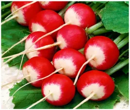 rzodkiewka-caro-kulista-dwukolorowa-wczesna-nasiona-400-sztuk