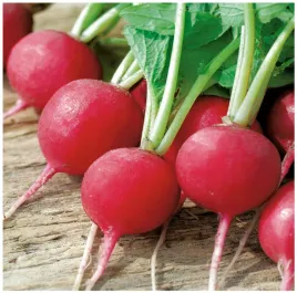 rzodkiewka-carmesa-okragla-czerwona-wczesna-wiosna-lato-nasiona-800-sztuk
