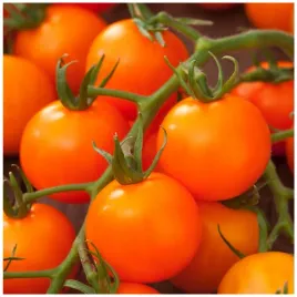 pomidor-wysoki-drobnoowocowy-figiel-kulisty-pomaranczowy-nasiona-200-sztuk