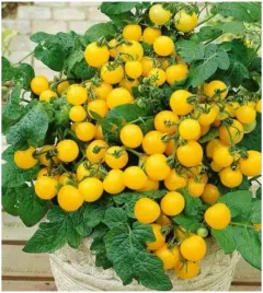 pomidor-koktajlowy-karlowy-aztek-zolty-do-doniczki-na-balkon-nasiona