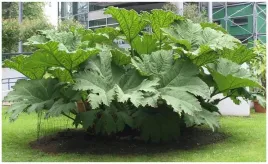 majestatyczna-gunnera-olbrzymia-gunnera-manicata-do-ogrodu-nasiona-5-szt