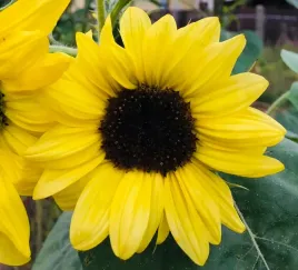 slonecznik-ozdobny-lemon-queen-kolor-cytrynowy-szybko-rosnacy-nasiona