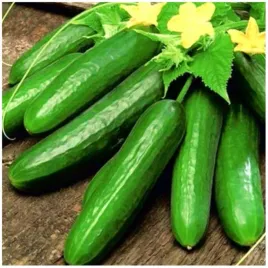 ogorek-szklarniowy-melany-f1-wczesny-i-partenokarpiczny-nasiona-40-sztuk