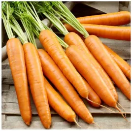 marchew-berlikumer-2-pozna-slodka-cenna-odmiana-nasiona-duze-opakowanie-5-g