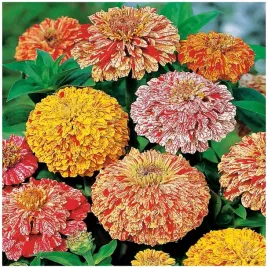 cynia-dailowa-candy-stripe-ziania-elegans-dahl-mix-kolorow-nasiona-100-szt