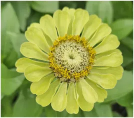 cynia-daliowa-envy-zielona-ziania-elegans-dahl-fl-nasiona-100-sztuk