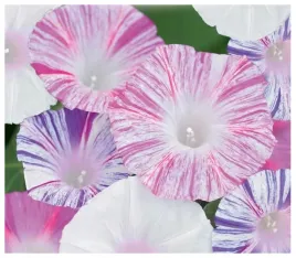 powoj-wilec-arlequin-impomoea-purpurea-nasiona-40-sztuk