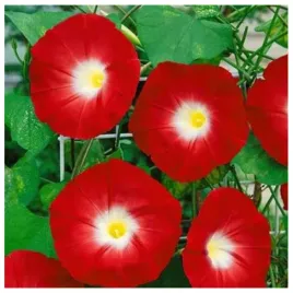 powoj-wilec-scarlet-o-hara-impomoea-purpurea-nasiona-40-sztuk