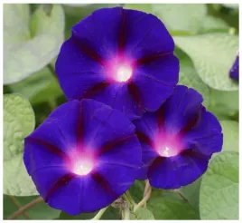 powoj-wilec-grandpa-ott-s-impomoea-purpurea-nasiona-50-sztuk