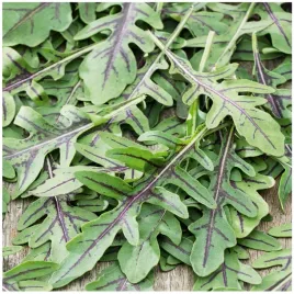 rukola-dzika-wieloletnia-liscie-pikantne-i-bardzo-zdrowe-nasiona-1-g