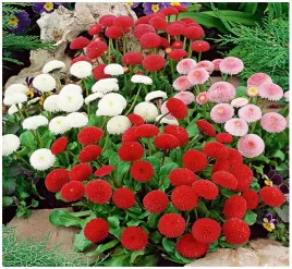 stokrotka-pomponowa-mix-kolorow-bellis-perennis-pomponette-nasiona