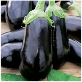 baklazan-oberzyna-black-beauty-solanum-melongena-l-nasiona-200-sztuk