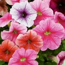 petunia-niska-zylkowana-mix-kolorow-100-nasion-petunia-multiflora-f2