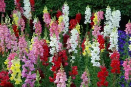 lwia-paszcza-wysoka-antirrhinum-majus-mix-kolorow-nasiona-500-sztuk