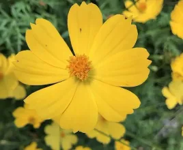 zadki-kosmos-onetek-zolty-cosmos-bipinnatus-nasiona-1-g