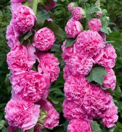 malwa-ogrodowa-pelna-rozowa-althaea-rosea-fl-pl-nasiona-50-sztuk