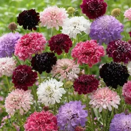 driakiew-wdowka-scabiosa-atropurpurea-mix-kolorow-nasiona-05-grama