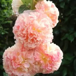 malwa-ogrodowa-pelna-lososiowa-chater-s-althaea-rosea-fl-pl-50-nasion