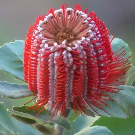 bagnista-banksia-banksia-robur-2-nasiona
