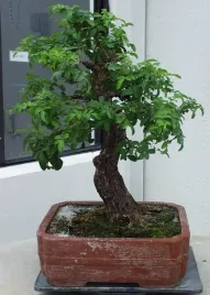 pieprz-brazylijski-schinus-terebinthifolia-5-nasion