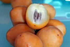 daktylowiec-kanaryjski-palma-krolewska-phoenix-canariesis-5-nasion