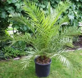 daktylowiec-kanaryjski-palma-krolewska-phoenix-canariesis-nasiona-5-sztuk