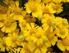dzielzan-ogrodowy-zloto-zolty-helenium-hopesii-02-g-nasion