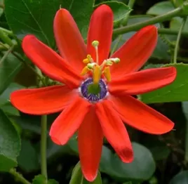 meczennica-czerwona-passiflora-manicata-red-3-nasiona