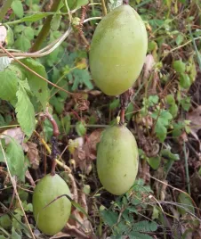 meczennica-czerwona-passiflora-manicata-red-3-nasiona