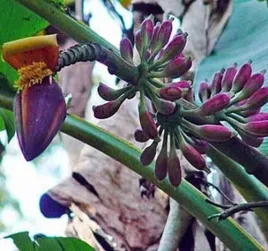 bananowiec-niebieski-musa-itinerans-burmese-blue-2-nasiona