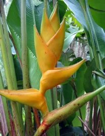 helikonia-champneiana-maya-gold-heliconia-champneiana-2-nasiona