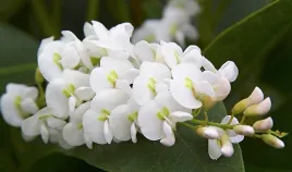 australijska-wisteria-dzika-wisteria-biala-hardenbergia-comptoniana-alba