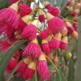 gatunek-kolekcjonerski-eukaliptus-rozowy-eucalyptus-leucoxylon-rosea